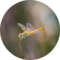 Valérie Balembits, hypnothérapeute minceur à Toulon et La Valette-du-Var